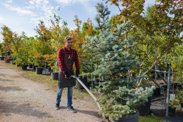 How Our Tree Care Process Works  in La Vista, NE